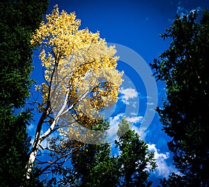 Autumn trees on Rocky Mountains in Colorado