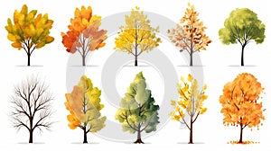 autumn trees, set of vector illustrations of cute trees and shrubs: oak, birch, aspen, linden, fir, sun and dog, different shapes