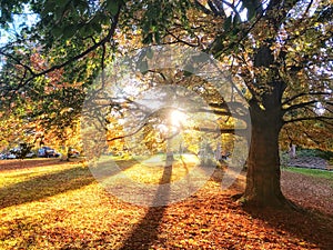 Autumn trees with the setting sun