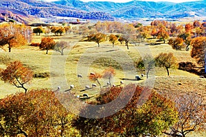 Autumn trees and sheep