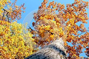 Autumn trees in the sky.