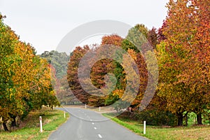 Autumn trees in Stanley in north eastern Victoria, Australia