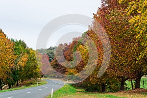 Autumn trees in Stanley in north eastern Victoria, Australia