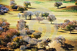 The autumn trees on the steppe