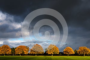 Autumn trees on the Stray in Harrogate