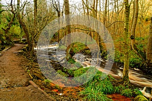 Autumn trees by the stream, Water cascade photo