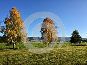 Autumn trees in Swiss Jura photo