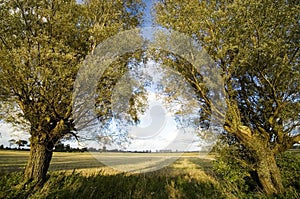 Autumn trees symmetry photo