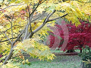 Autumn trees with vibrant leaves