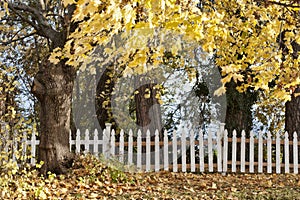 Autumn trees and white fence.