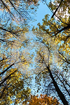 Autumn trees wild angle view against blue sky