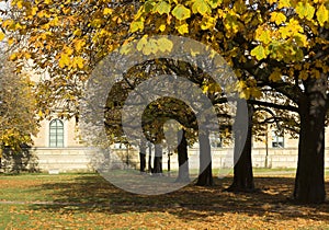 Autumn trees in yellow colour in the city park