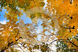 Autumn trees with yellow and green foliage on blue sky background