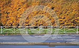 Autumn trees with yellow leaves grow along the road