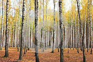 Autumn trees with yellowing leaves