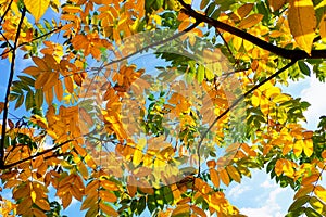 Autumn trees with yellowing leaves against the sky.