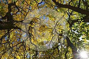 Autumn in the treetops