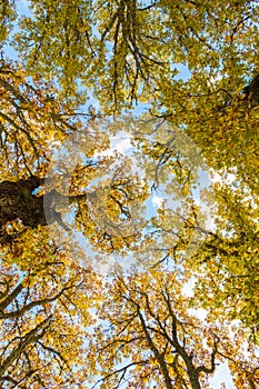 Autumn in the treetops photo
