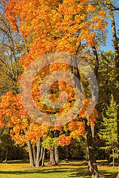 Autumn in Tsaritsyno, Moscow, Russia