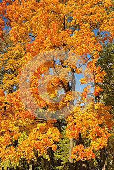 Autumn in Tsaritsyno, Moscow, Russia