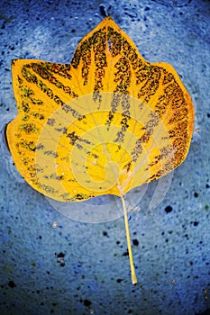 Autumn tulip tree leaf water