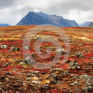 Autumn tundra in a mountain valley