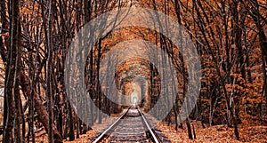 Autumn tunnel of love. City of Klevan, Ukraine