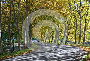 Autumn tunnel of trees - road bend