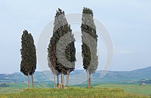 Autumn Tuscan landscape with cypress trees