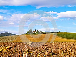 Autumn in Tuscany - Field of dried sunflowers