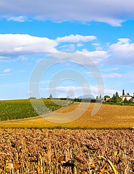 Autumn in Tuscany - Field of dried sunflowers