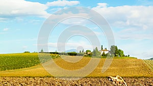 Autumn in Tuscany - Field of dried sunflowers