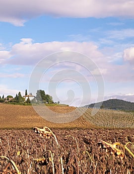 Autumn in Tuscany - Field of dried sunflowers