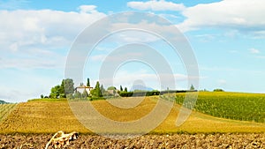 Autumn in Tuscany - Field of dried sunflowers