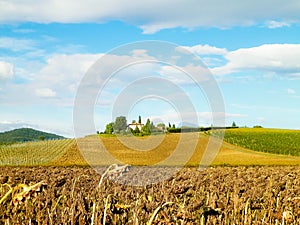 Autumn in Tuscany - Field of dried sunflowers