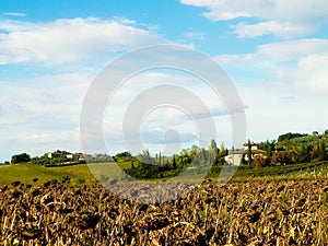 Autumn in Tuscany - Field of dried sunflowers