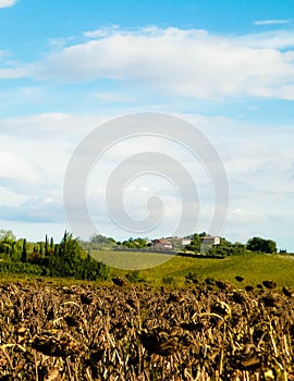 Autumn in Tuscany - Field of dried sunflowers