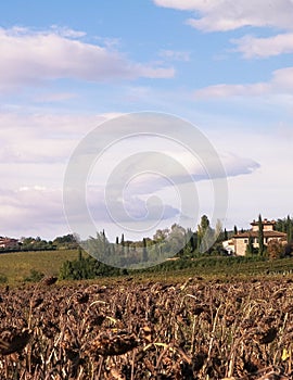 Autumn in Tuscany - Field of dried sunflowers