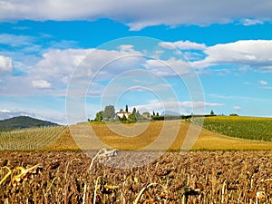 Autumn in Tuscany - Field of dried sunflowers