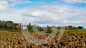 Autumn in Tuscany - Field of dried sunflowers