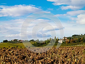 Autumn in Tuscany - Field of dried sunflowers