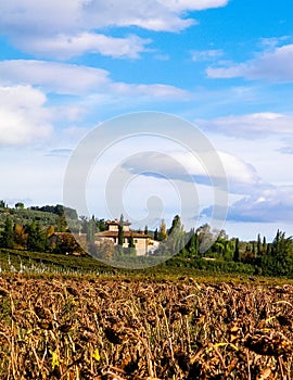 Autumn in Tuscany - Field of dried sunflowers