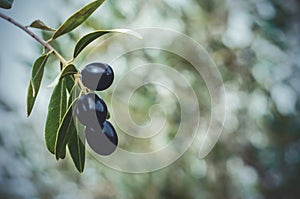 Ripe olives growing on an olivetree photo