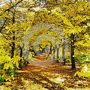 Autumn in tuscany vicchio tree yellow mugello photo