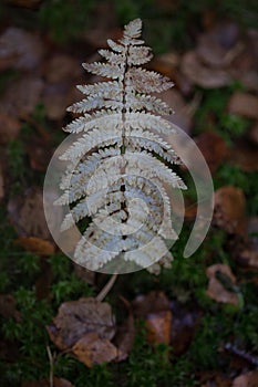 Autumn twig of wood fern