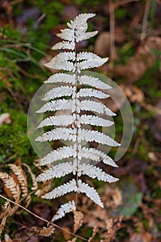 Autumn twig of wood fern