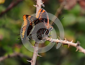 Autumn. Two-tailed pasha butterfly - Charaxes jasius on a blackberry bush.