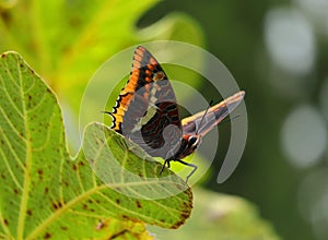 Autumn. Two-tailed pasha butterfly - Charaxes jasius on a fig leaf.