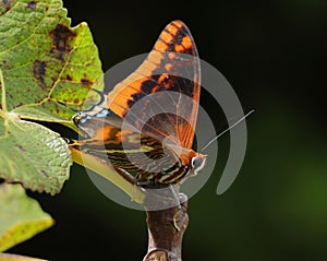 Autumn. Two-tailed pasha butterfly - Charaxes jasius on a fig leaf.