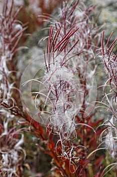 Autumn type of plant Ivan tea narrow-leaved fireweed, Epilobium angustifolium with seeds.